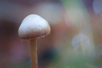 Pequeña seta con gota