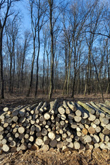 Wood logs in the forest