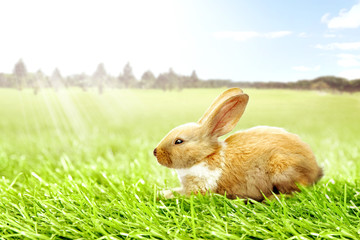 Happy Easter