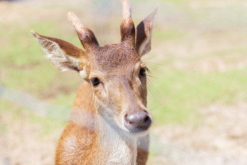 Naklejka na ściany i meble The muzzle of the deer