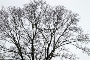 pairs of Jackdaw and Hooded crow birds in tree