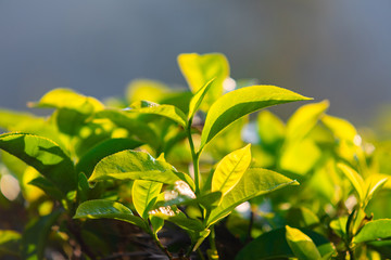 Fresh green tea leaves close up at sunrise
