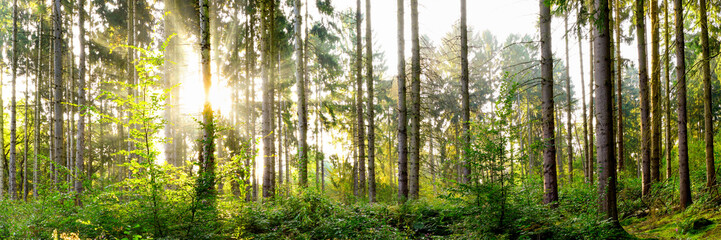 Beautiful forest in spring with bright sun shining through the trees