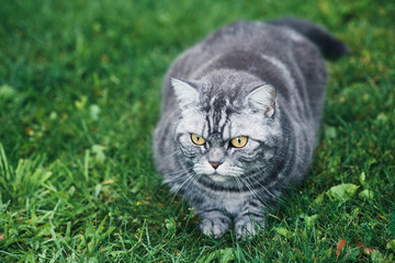 Grey cat sitting on a grass in a garden