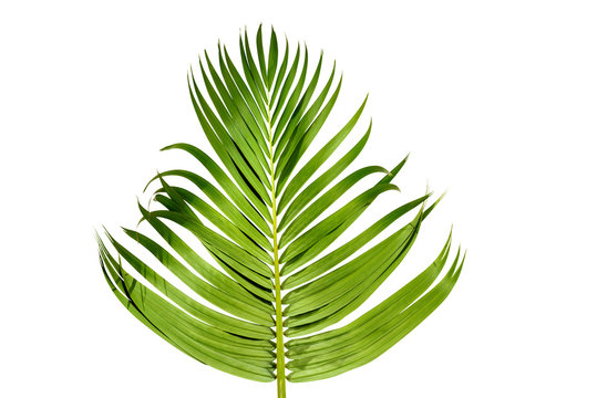 Palm branch with green leaves