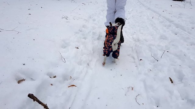 Small dag running fast on the snow