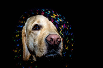 Retrato de un perro Labrador con un colorido pañuelo