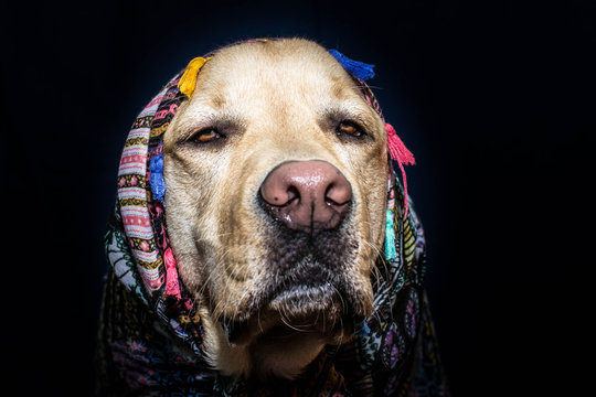 Retrato de un perro hechicero