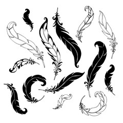 A set of drawn feathers.