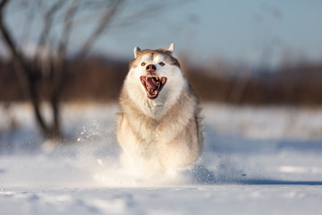Cute, happy and funny beige and white dog breed siberian husky running on the snow in the winter field. © Anastasiia
