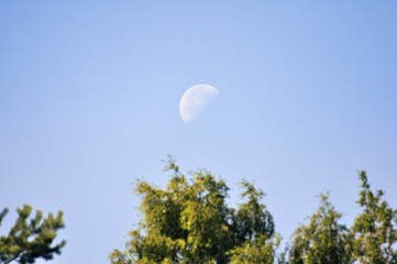 Moon in day time above the forest trees top against a clear blue sky