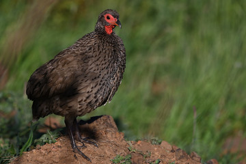 Red-necked Spurfowl posing in the early morning light 