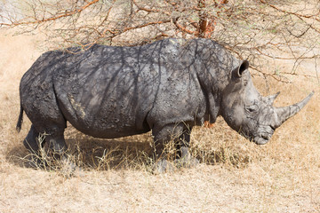 Rhinoceros in an animal park in Africa
