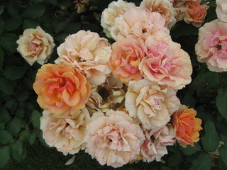Roses