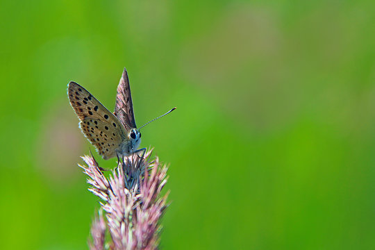 Butterfly of Silver-studded Blue sitting on dry blade close up in summer day