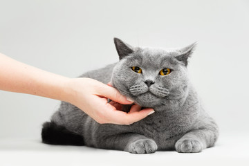 Woman petting cute cat on the floor.
