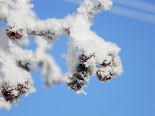 frozen apple tree with small apples