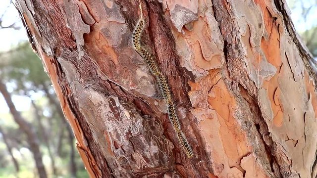Pine processionary going down by bark of pine tree