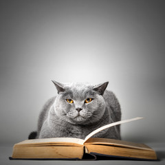 Funny cute cat reading book.