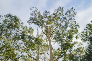 Green eucalypt trees forest