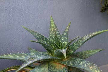 Aloe vera plant