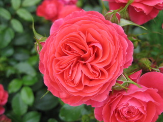 Roses
