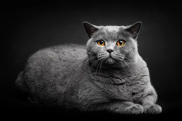 Grey cat laying on black background.