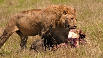 East african lion protecting his cape buffalo prey