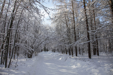 Winter nature