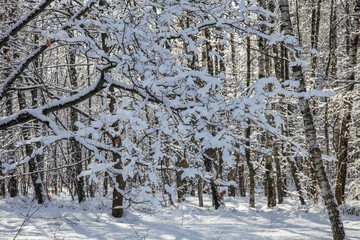 Fototapeta premium Winter nature