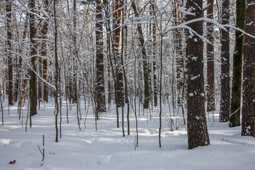 Fototapeta premium Winter nature
