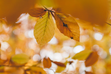 Naklejka na ściany i meble Beech tree foliage with autumnal colors