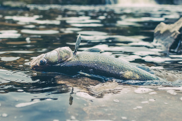 Dead poisoned fish lies on the banks of the river, environmental pollution