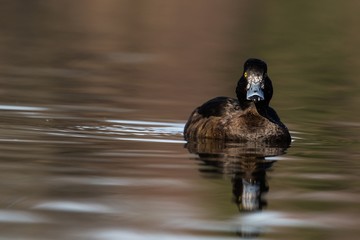 Weibliche Reiherente auf einem Teich 