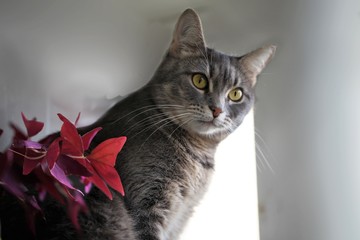 Domestic gray cat sitting near a flower