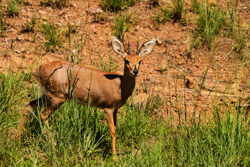 Lone Steenbok standing still momentarily before bounding away