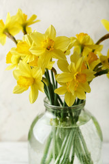 Yellow spring narcissus, daffodil