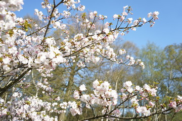 blossom on tree