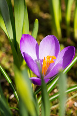 Fototapeta na wymiar Beautiful spring flower, growing crocus