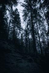 Düsterer Wald