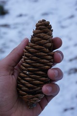 pine cone in hand