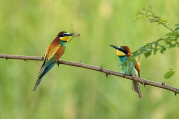 Europäischer Bienenfresser- Merops apiaster