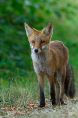 Fototapeta premium Rotfuchs - Vulpes vulpes