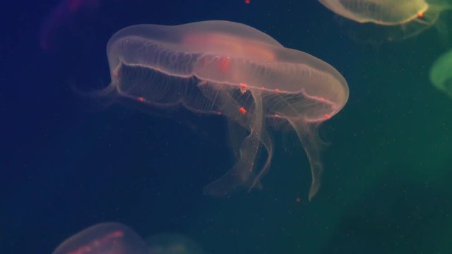 Clear jellyfish floating in aquarium with iridescent lighting
