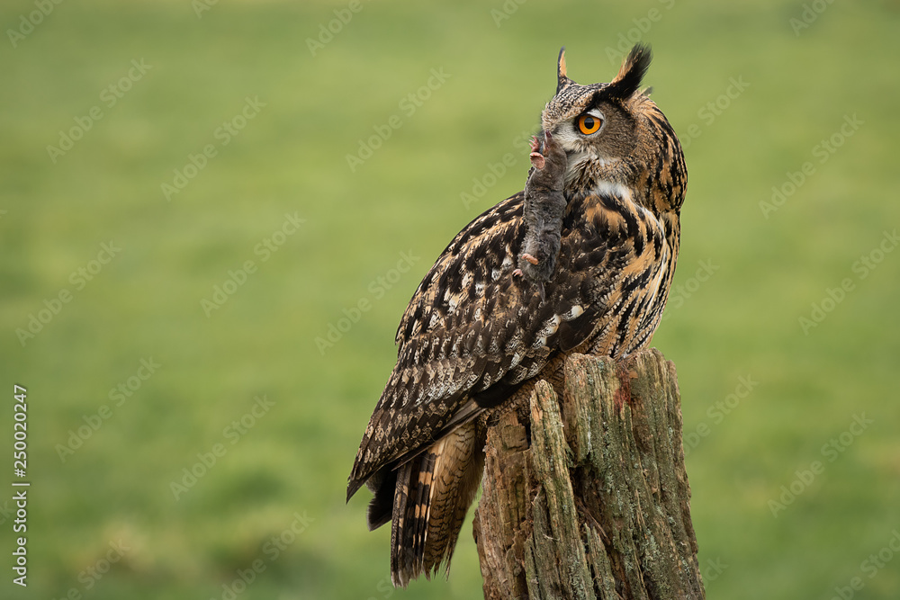 Poster An eagle owl perched on an old tree stump with prey in its beak and looking into space on the left