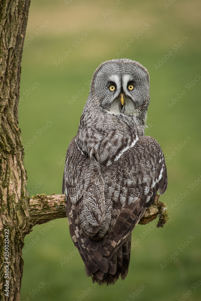 Poster a portrait of a great gray grey owl perched on a branch. it is taken from behind and its head is tur