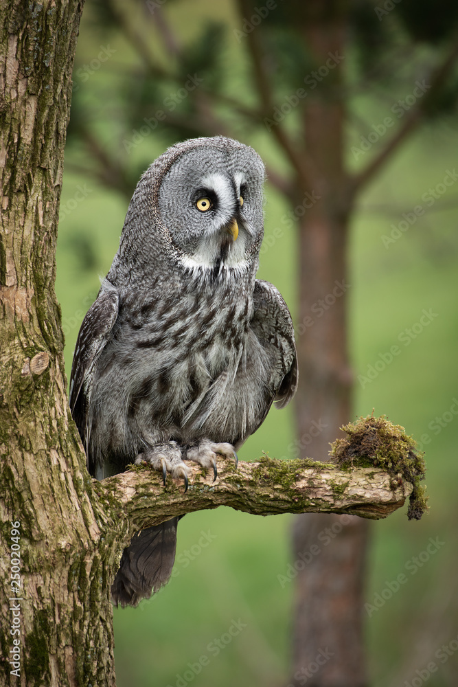 Poster a portrait of a great gray grey owl is perched on a branch. it is looking alert and facing to the ri