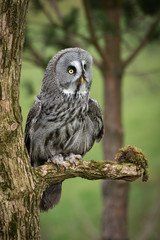 A portrait of a great gray grey owl is perched on a branch. It is looking alert and facing to the right