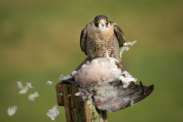 A pregrine falcon with a pigeon as prey faces forward. Feathers are blowing its prey in the wind