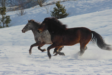 two horses running and playing in the snow in winter, American appaloosa, Kazakh breed, spotted horse